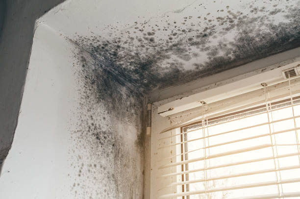 Affordable Mold Removal solutions in Upperville, VA
